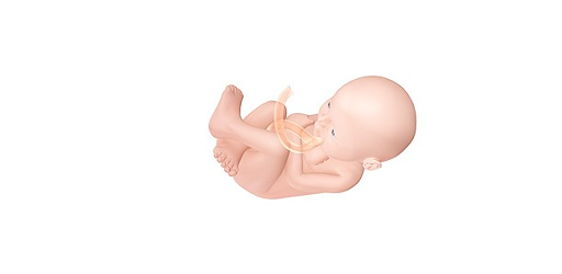 Pregnancy-Calculator