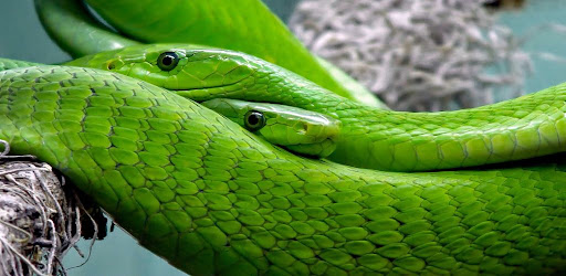 Snake Live Wallpaper